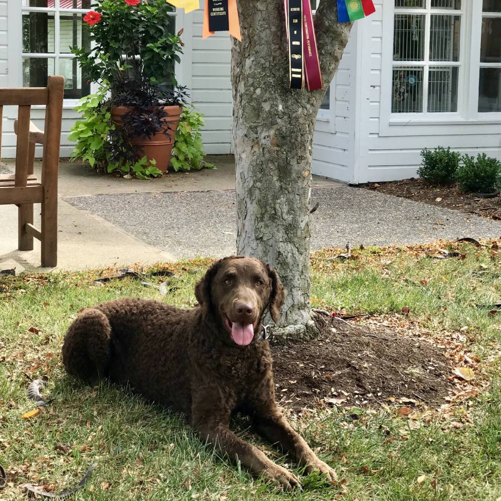 A dog is lying beside tree