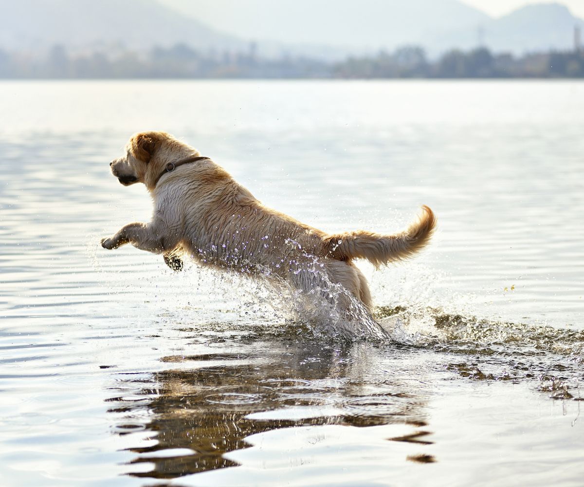 Golden retriever dog running in water