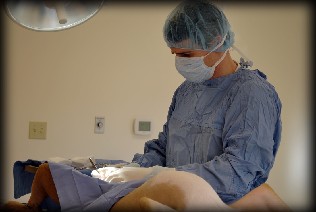 A veterinarian performing surgery