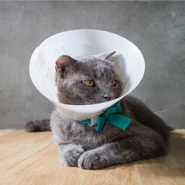 A cat wearing funnel cone collar