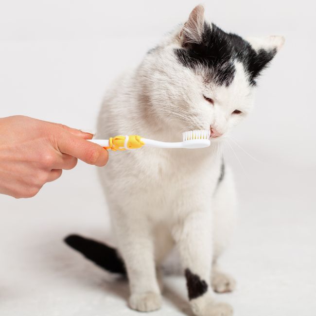 A person brushing cat's teeth