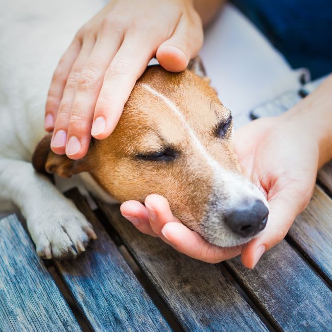 A person petting a dog