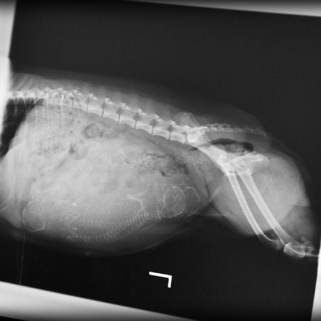 A Pet's X-Ray