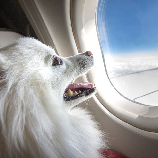 Dog on an airplane