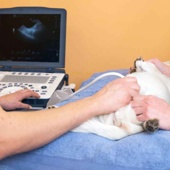 Vet doing ultrasound examination to cat