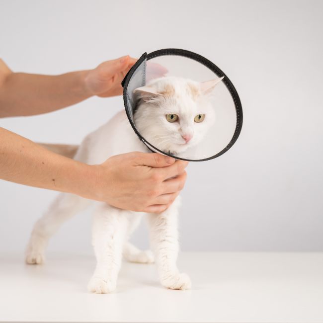 Vet put plastic cone collar on cat after surgery