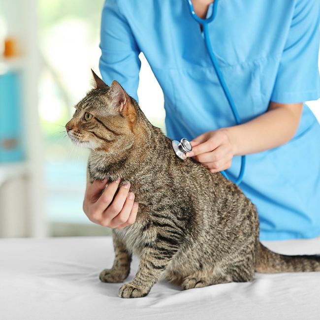 Veterinarian examining a cat