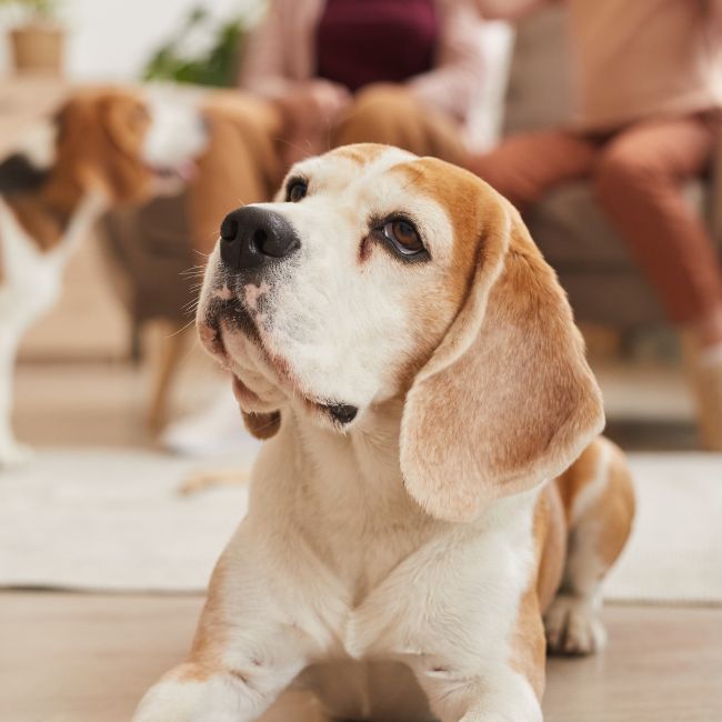 old beagle laying down