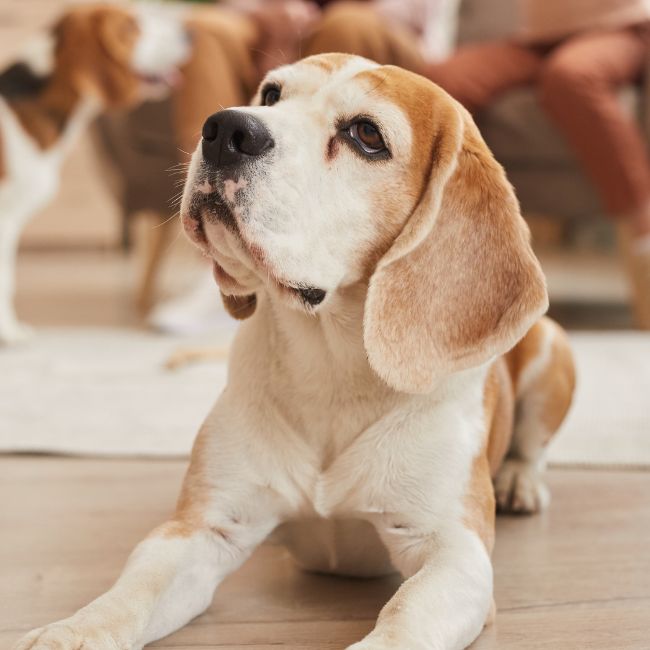 old beagle laying down