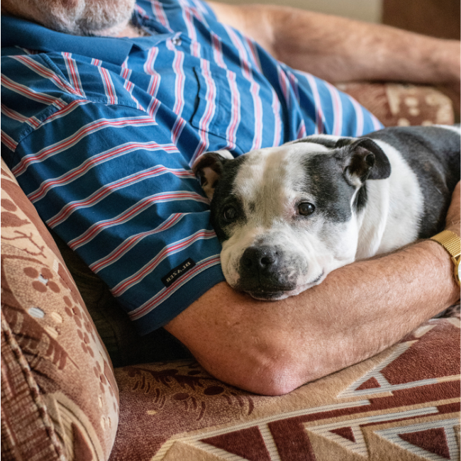 older dog laying on owner's lap