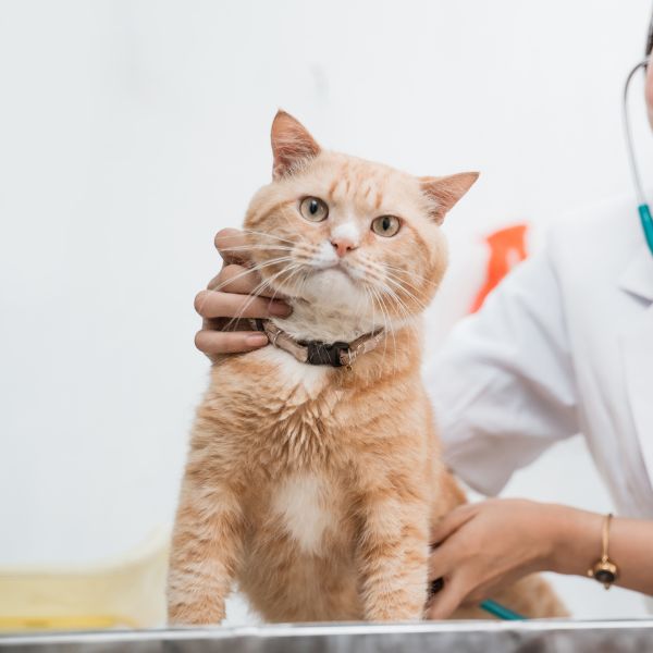 old beagle laying down