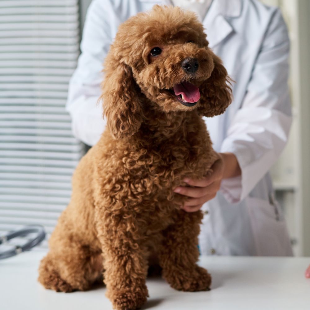 vet examining a brown dog